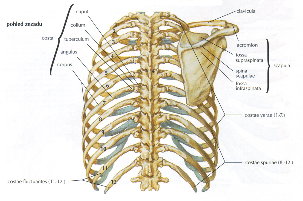 Грудная клетка фото анатомия